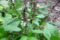 10 tác dụng đáng ngạc nhiên của húng quế với sức khỏe