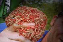 Cảnh dùng giòi để chữa bệnh gây dựng tóc gáy