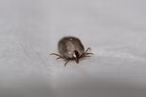 Cận cảnh bọ ve ghê sợ ký sinh trên cơ thể người