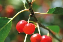 Phương pháp đơn giản chữa các bệnh thường gặp