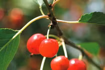 Phương pháp đơn giản chữa các bệnh thường gặp