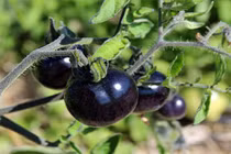 Chống ung thư hiệu quả với cà chua đen