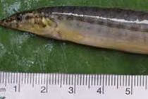 Suýt chết vì nuốt lươn sống mắc kẹt trong cổ họng