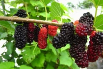 8 loại quả mùa hè thông dụng ngừa ung thư hiệu quả