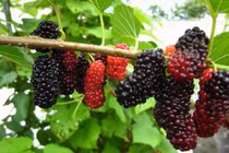 8 loại quả mùa hè thông dụng ngừa ung thư hiệu quả