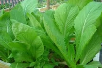 Những loại rau củ mùa hè nếu ăn nhiều sẽ gây hại