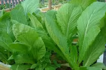 Những loại rau củ mùa hè nếu ăn nhiều sẽ gây hại