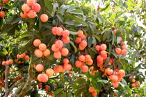 Tuyệt chiêu ăn quả vải thỏa thích mà không bị nóng