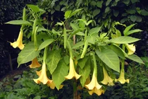 Tận mục các loại hoa quả tuyệt đẹp nhưng cực độc