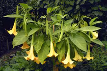 Tận mục các loại hoa quả tuyệt đẹp nhưng cực độc