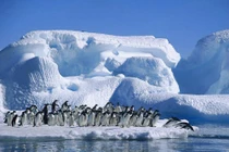 Video: Ghé thăm nông trại ở tận cùng Trái đất