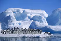 Video: Ghé thăm nông trại ở tận cùng Trái đất