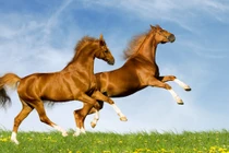 Video: 3 con giáp liên tục được thần tài ghé thăm trong 1 tháng tới