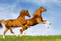 Video: 3 con giáp liên tục được thần tài ghé thăm trong 1 tháng tới