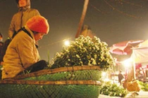 Video: Dựng lều, trắng đêm vẫn lo mất cây cảnh bạc triệu