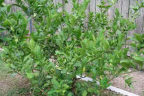 Video: Những bài thuốc quý từ cây chanh mà nhiều người không biết