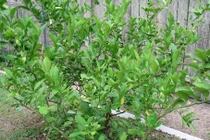 Video: Những bài thuốc quý từ cây chanh mà nhiều người không biết