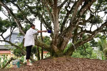 Video: Chạm tay vào cây vải thiều lâu năm nhất Việt Nam