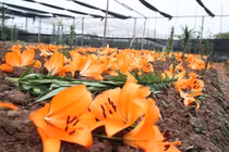 Video: Nông dân Tây Tựu "khóc ròng" vì hoa ly nở bung bét