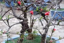 Video: Chủ vườn Nhật Tân xây phòng "giữ nhiệt" cho vườn đào Thất Thốn tiền tỉ