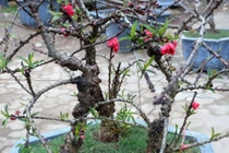 Video: Chủ vườn Nhật Tân xây phòng "giữ nhiệt" cho vườn đào Thất Thốn tiền tỉ