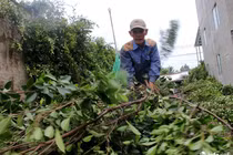 Vườn kiểng tạo hình thú 40 năm ở Bến Tre tất bật vào mùa Tết