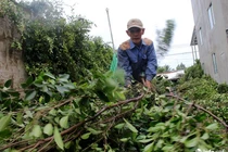 Vườn kiểng tạo hình thú 40 năm ở Bến Tre tất bật vào mùa Tết