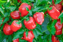 Video: 7 tác dụng kinh ngạc không thể ngờ của ớt chuông với sức khỏe