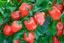 Video: 7 tác dụng kinh ngạc không thể ngờ của ớt chuông với sức khỏe