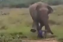 Video: Đánh voi bằng gậy, người chăm sóc bị voi giẫm đến chết