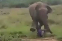 Video: Đánh voi bằng gậy, người chăm sóc bị voi giẫm đến chết