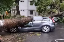 Video: Cây cổ thụ bất ngờ đổ rạp, đè trúng ô tô đang chạy