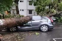 Video: Cây cổ thụ bất ngờ đổ rạp, đè trúng ô tô đang chạy