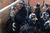 Chết mê gà quý phi, anh kỹ sư Sài Gòn bỏ vợ về quê xây đời mới