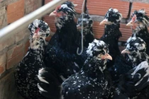 Chết mê gà quý phi, anh kỹ sư Sài Gòn bỏ vợ về quê xây đời mới