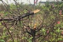 Video: Hàng trăm gốc đào trị giá tiền tỉ ở Bắc Ninh bị phá hoại trong đêm