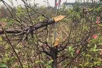 Video: Hàng trăm gốc đào trị giá tiền tỉ ở Bắc Ninh bị phá hoại trong đêm