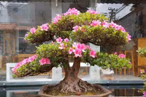 Video: Đỗ quyên bonsai "hét" giá gần 1 tỷ mà vẫn đuổi không hết khách