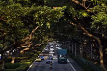 Video: Khám phá quy trình "nói hộ cho cây" ở Singapore