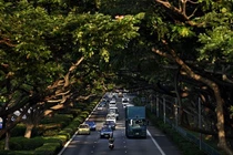 Video: Khám phá quy trình "nói hộ cho cây" ở Singapore