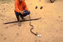 Video: Rắn hổ mang cực độc "đi lạc" bị chó nhà cắn xé tơi tả