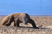 Video: Rồng Komodo nuốt sống khỉ trong tích tắc