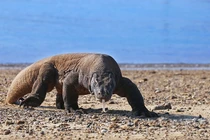 Video: Rồng Komodo nuốt sống khỉ trong tích tắc