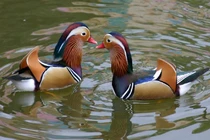 Video: Cặp vịt "độc" giá hơn 10 triệu được săn lùng làm quà Valentine