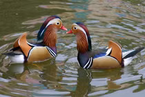 Video: Cặp vịt "độc" giá hơn 10 triệu được săn lùng làm quà Valentine