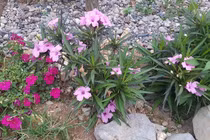 Chồng sốc khi phát hiện vợ "ăn vụng", còn có cả nhật ký ngoại tình