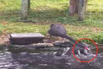 Video: Đàn cá "xếp hàng" chờ vịt đút thức ăn