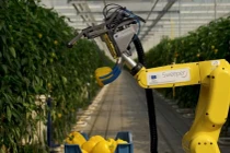 Video: Robot công nghệ cao hái ớt chuông trong 24 giây