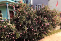 Video: Hồng cổ SaPa 50 năm, giá 300 triệu được săn lùng chơi Tết