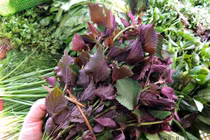 Video: Bài thuốc dân gian chữa hen suyễn hiệu quả không cần tiền